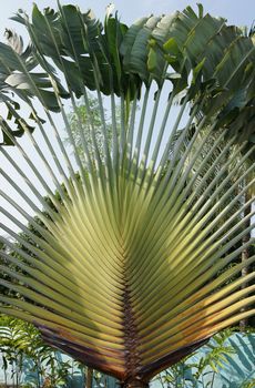 Traveller´s tree, Ravenala madagascariensis, Sao Tome, Africa