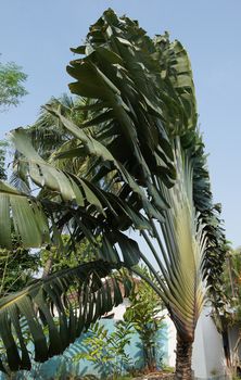 Traveller´s tree, Ravenala madagascariensis, Sao Tome, Africa