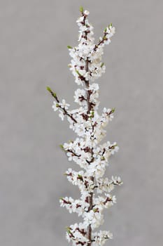 Vertical branch of the blossoming apricot with flowers and young leaves on a blurred gray background 
