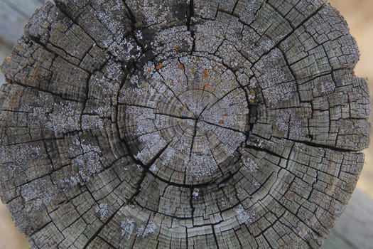 Top view of a cut tree