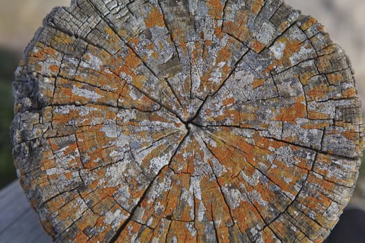 Top view of a cut tree