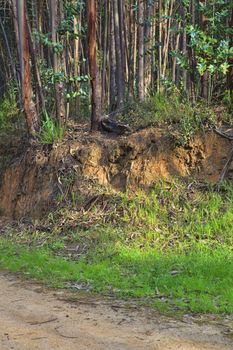 Road in a green forest in the spring