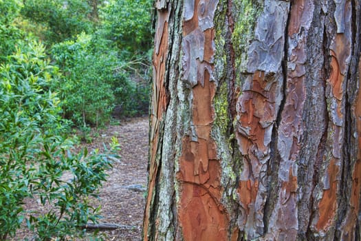 Closeup of the bark of an old tree
