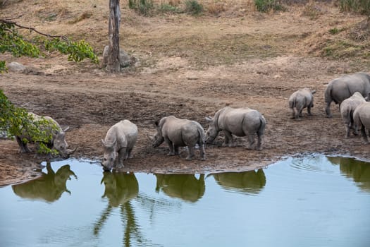 A group of white, or square lipped rhino (Ceratotherium simum) at a waterhole in Kruger National Park, South Africa.