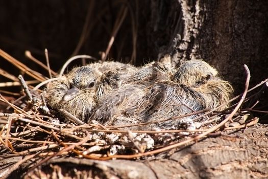 Laughing Dove (Streptopelia senegalensis) chicks in the nest. (IMG 6499)