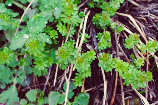 spring green plants at the ground as pattern