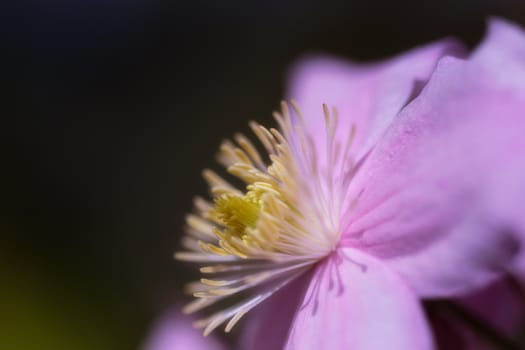 Detail of a pink flower