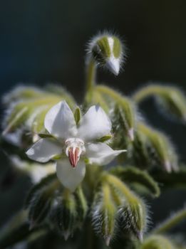 Tiny white flower detail