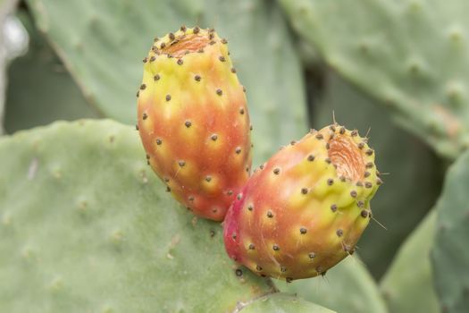 Cactaceae, Opuntia, prickly pears cactus fruitsand