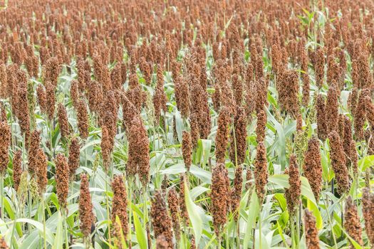  Sorghum field