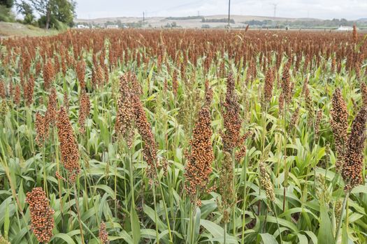  Sorghum field