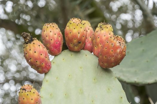 Cactaceae, Opuntia, prickly pears cactus fruitsand