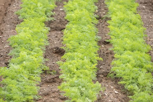 Carrots crop