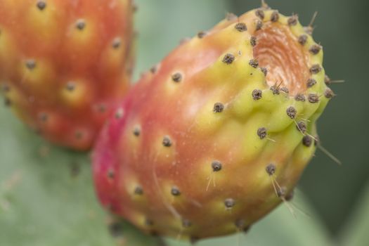 Cactaceae, Opuntia, prickly pears cactus fruitsand