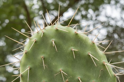 Cactaceae, Opuntia, prickly pears cactus fruitsand