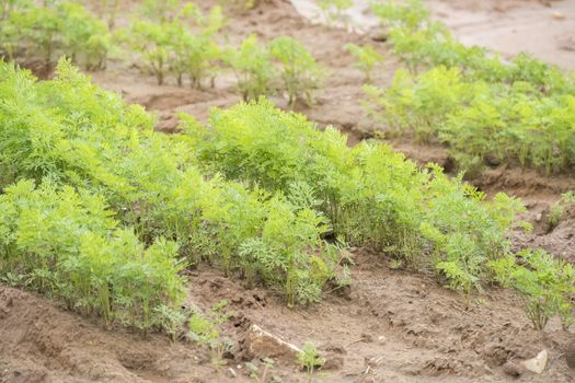 Carrots crop