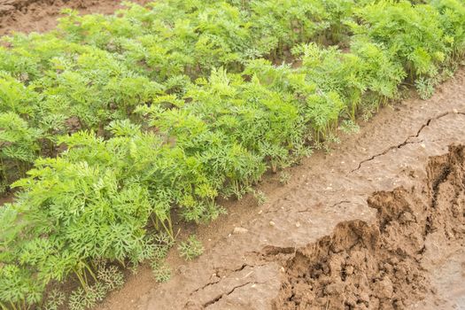 Carrots crop