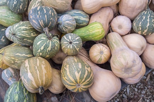 Pumpkins, Cucurbita argyrosperma, moschata, Butternut, maxima, cushaw