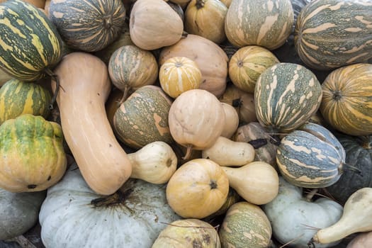 Pumpkins, Cucurbita argyrosperma, moschata, Butternut, maxima, cushaw