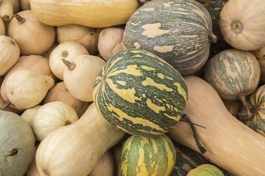 Pumpkins, Cucurbita argyrosperma, moschata, Butternut, maxima, cushaw