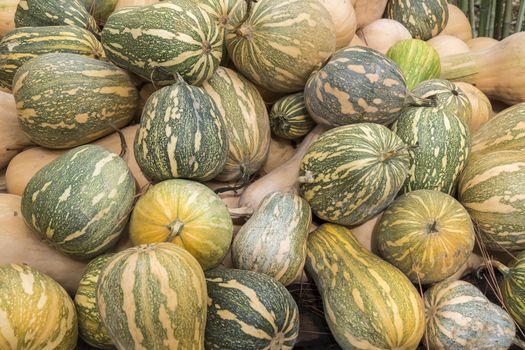 Pumpkins, Cucurbita argyrosperma, moschata, Butternut, maxima, cushaw