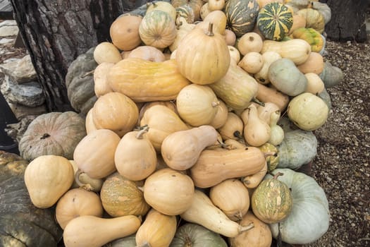 Pumpkins, Cucurbita argyrosperma, moschata, Butternut, maxima, cushaw