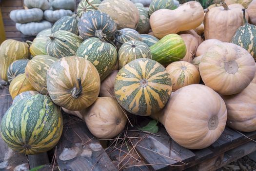 Pumpkins, Cucurbita argyrosperma, moschata, Butternut, maxima, cushaw