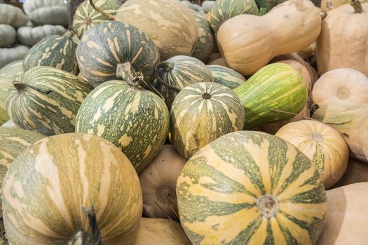 Pumpkins, Cucurbita argyrosperma, moschata, Butternut, maxima, cushaw