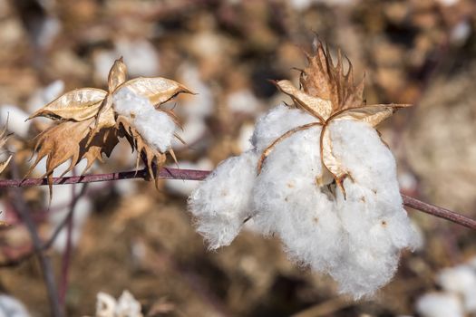 Cotton Plant Ready to Harvest