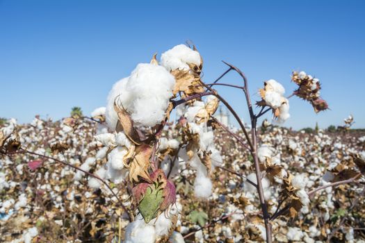 Cotton Plant Ready to Harvest