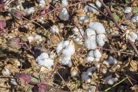 Cotton Plant Ready to Harvest