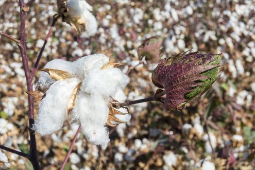 Cotton Plant Ready to Harvest