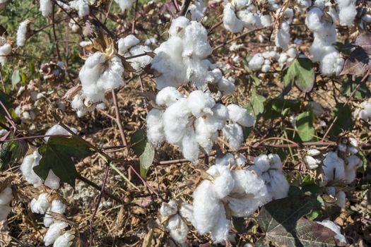 Cotton Plant Ready to Harvest