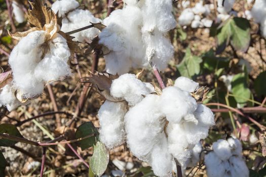 Cotton Plant Ready to Harvest