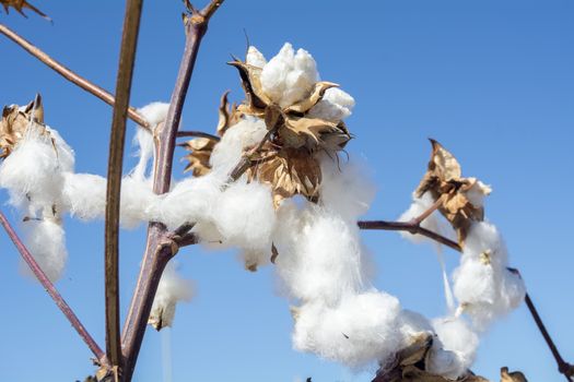 Cotton Plant Ready to Harvest