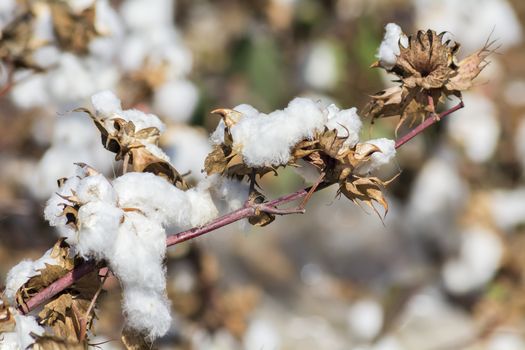 Cotton Plant Ready to Harvest