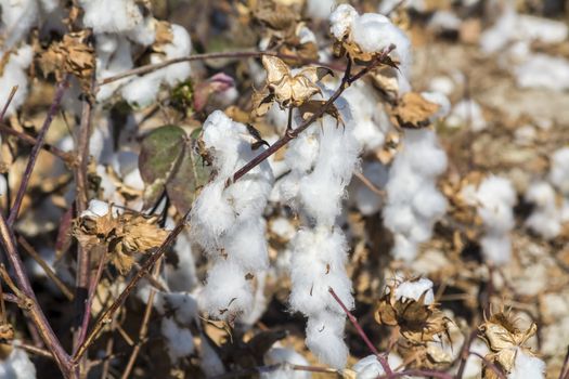 Cotton Plant Ready to Harvest