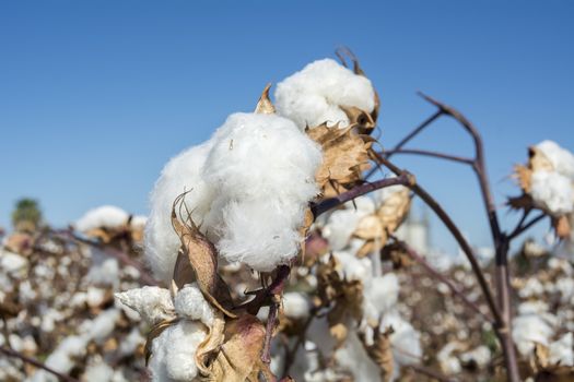 Cotton Plant Ready to Harvest