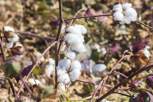 Cotton Plant Ready to Harvest