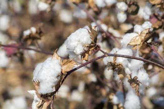 Cotton Plant Ready to Harvest