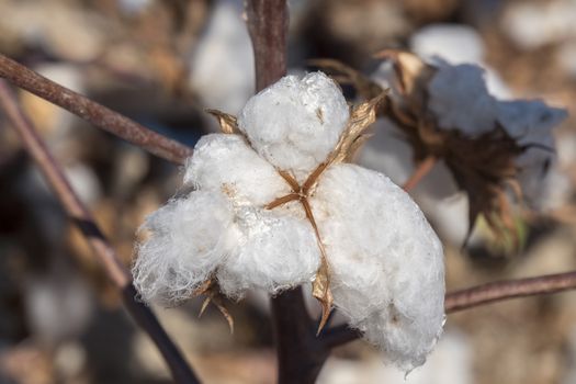 Cotton Plant Ready to Harvest