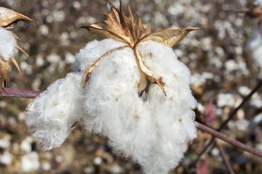 Cotton Plant Ready to Harvest