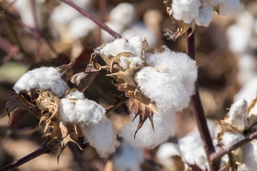 Cotton Plant Ready to Harvest