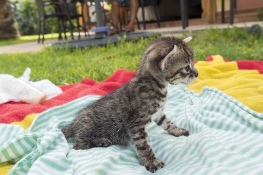 Adorable and sleepy tabby kitten