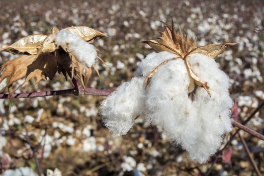 Cotton Plant Ready to Harvest