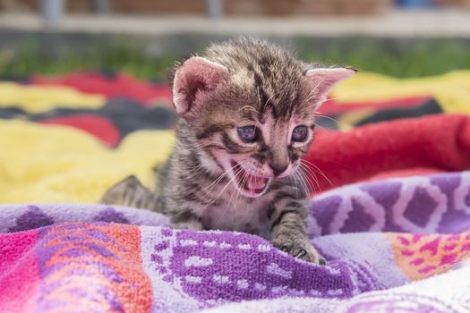 Adorable and sleepy tabby kitten