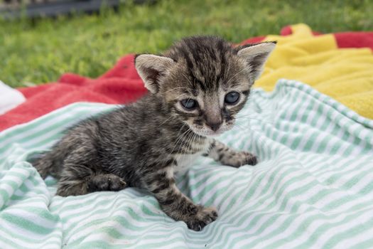 Adorable and sleepy tabby kitten