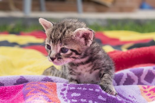 Adorable and sleepy tabby kitten