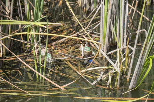 Water pollution, empty glass bottles, environment