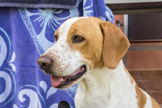 Funny beagle dog peering